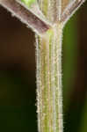 Heartleaf skullcap